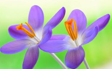 紫色花朵图片小清新花朵高清壁纸