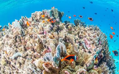 海底珊瑚鱼群高清图片壁纸大全