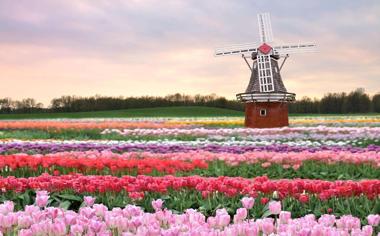 荷兰风车鲜花高清风景电脑壁纸