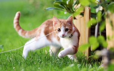 绿草地可爱小猫壁纸