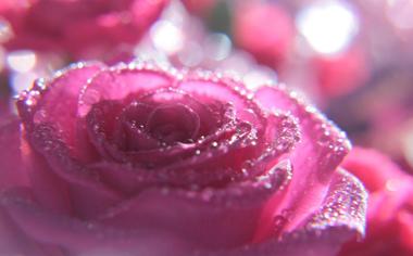 水滴粉红色玫瑰花桌面壁纸