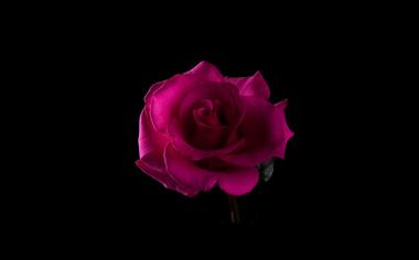 黑色背景单朵玫瑰花图片桌面壁纸