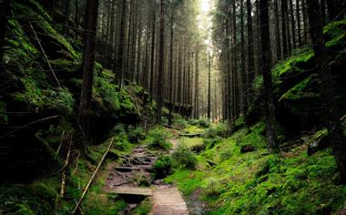 德国国家公园森林风景桌面壁纸