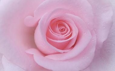 粉色漂亮玫瑰花朵高清桌面壁纸