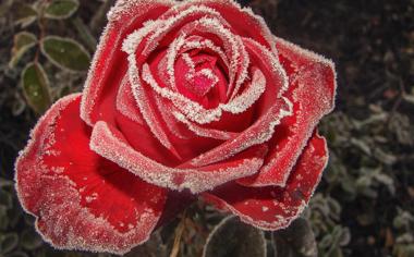 霜冻的玫瑰花图片电脑桌面壁纸