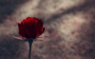 一支玫瑰花唯美背景图片