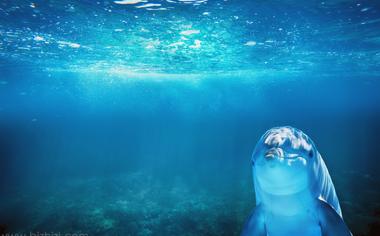 蓝色海洋海豚动物图片