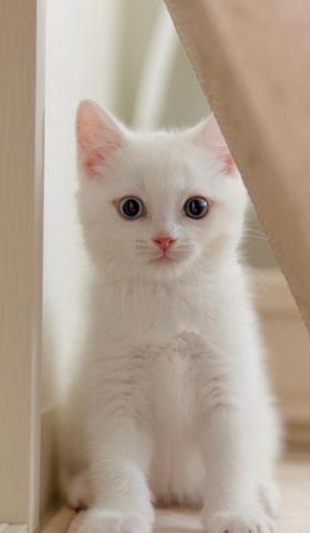 可爱的小奶猫图片高清手机壁纸1