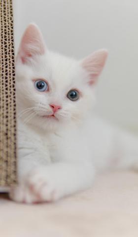 可爱的小奶猫图片高清手机壁纸2