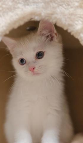 可爱的小奶猫图片高清手机壁纸3