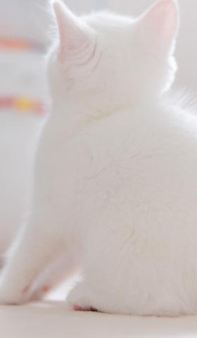 可爱的小奶猫图片高清手机壁纸5