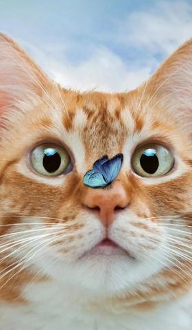 宠物猫咪图片大全高清手机壁纸，超萌超萌的4