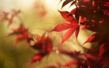 秋天最美的红叶照片高清壁纸下载1