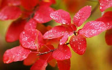 秋天最美的红叶照片高清壁纸下载5