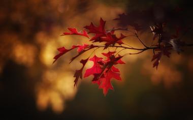 秋天最美的红叶照片高清壁纸下载7